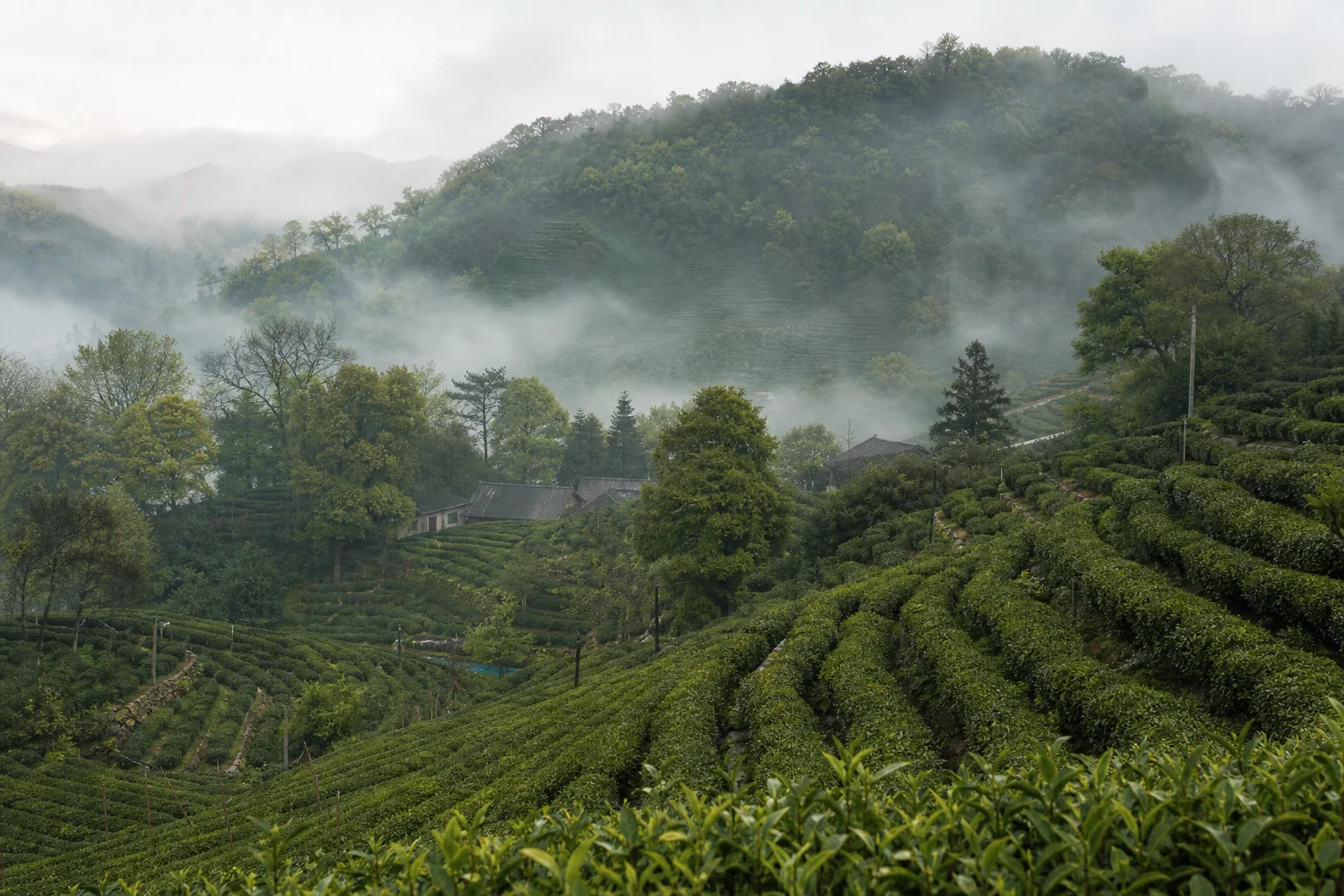茶山：山不高，高处是茶园
